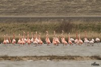Flamingo | Elshout-Natuurfotografie