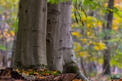 Bomen in herfstbos (Duiventoren)