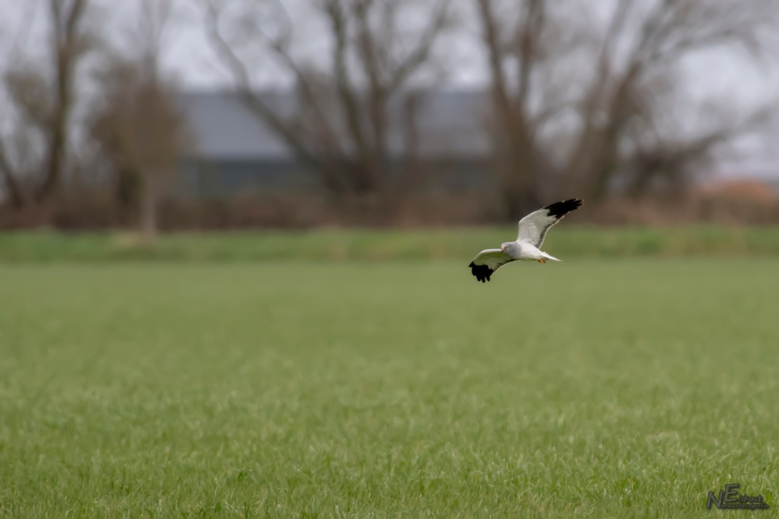 Blauwe Kiekendief op jacht boven de polders in de Brabantse Biesbosch