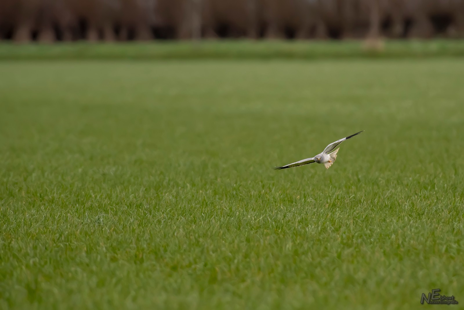 Blauwe Kiekendief op jacht boven de polders in de Brabantse Biesbosch