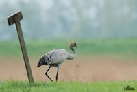 Kraanvogel | Elshout-Natuurfotografie