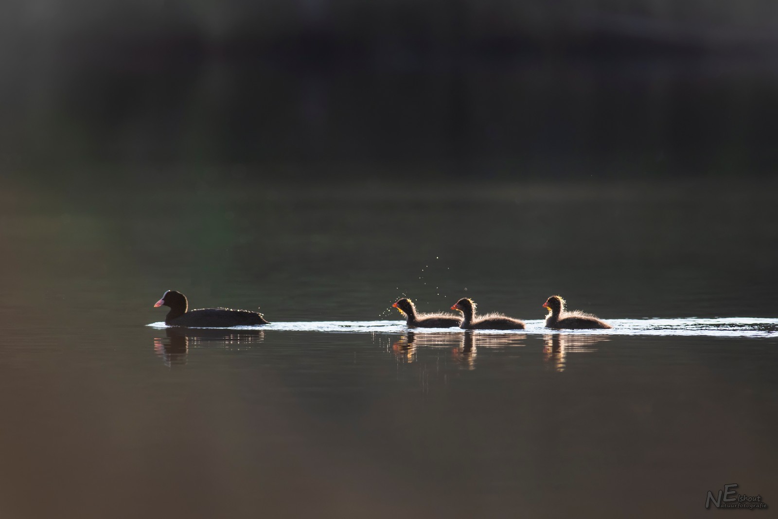Ik zag deze meerkoet, samen met 3 jong, mooi in het tegenlicht zwemmen :-)