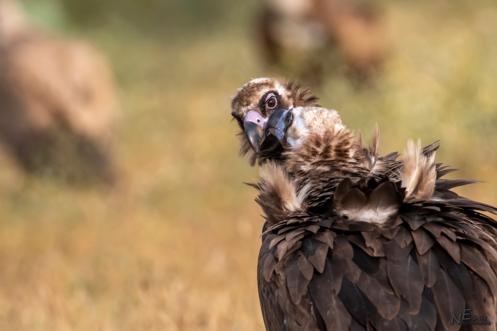 Monniksgier, Grootste roofvogel van Europa