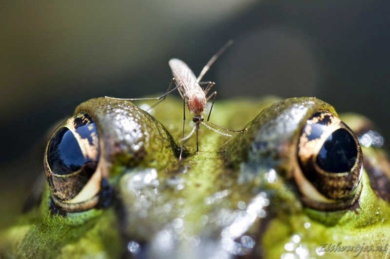 Groene kikker - Nieuwe Wildernis