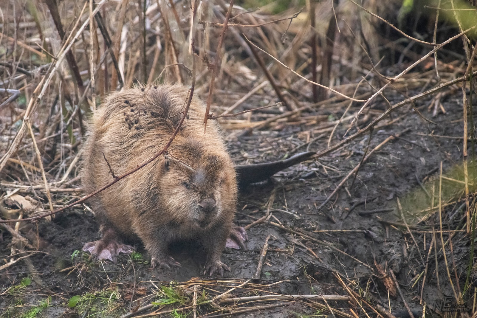 Bever in de koude ochtend