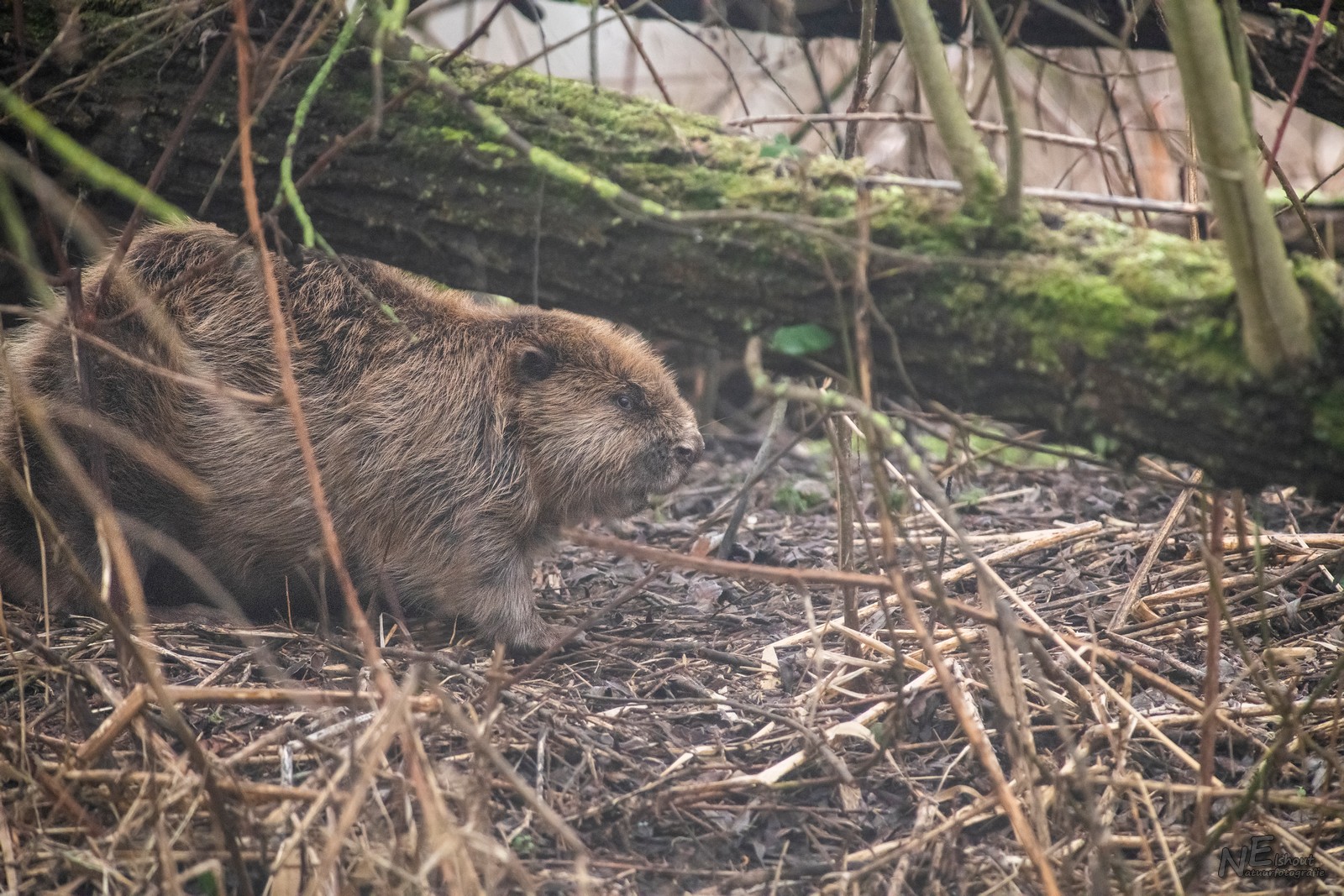 Bever in de koude ochtend