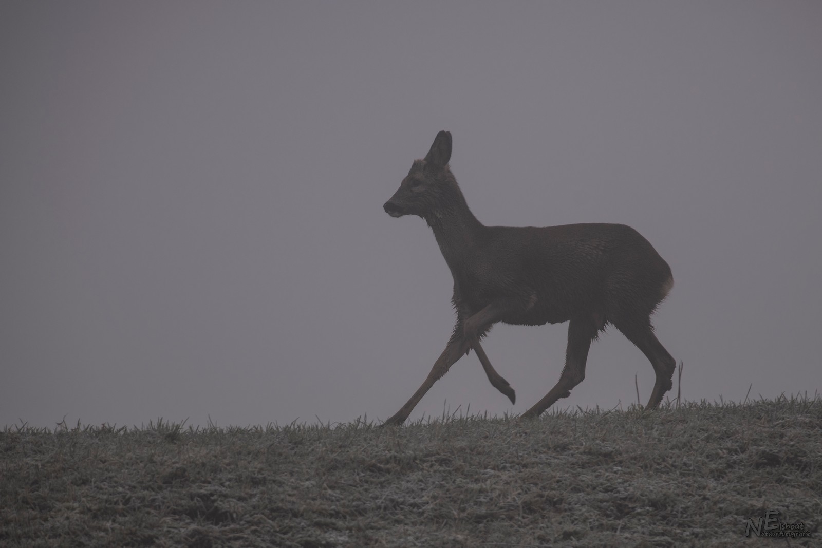 Reegeit in de mist