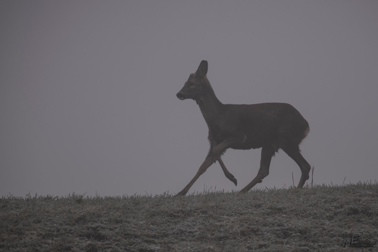 Ree in de Mist