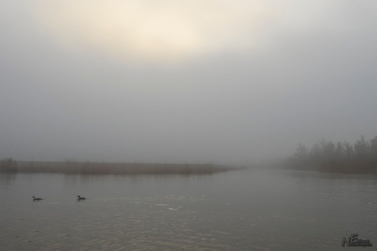 Plots opkomende mist