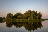 Biesbosch