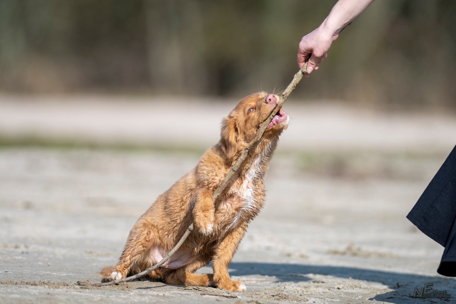 Nellie geeft haar houtje niet af.