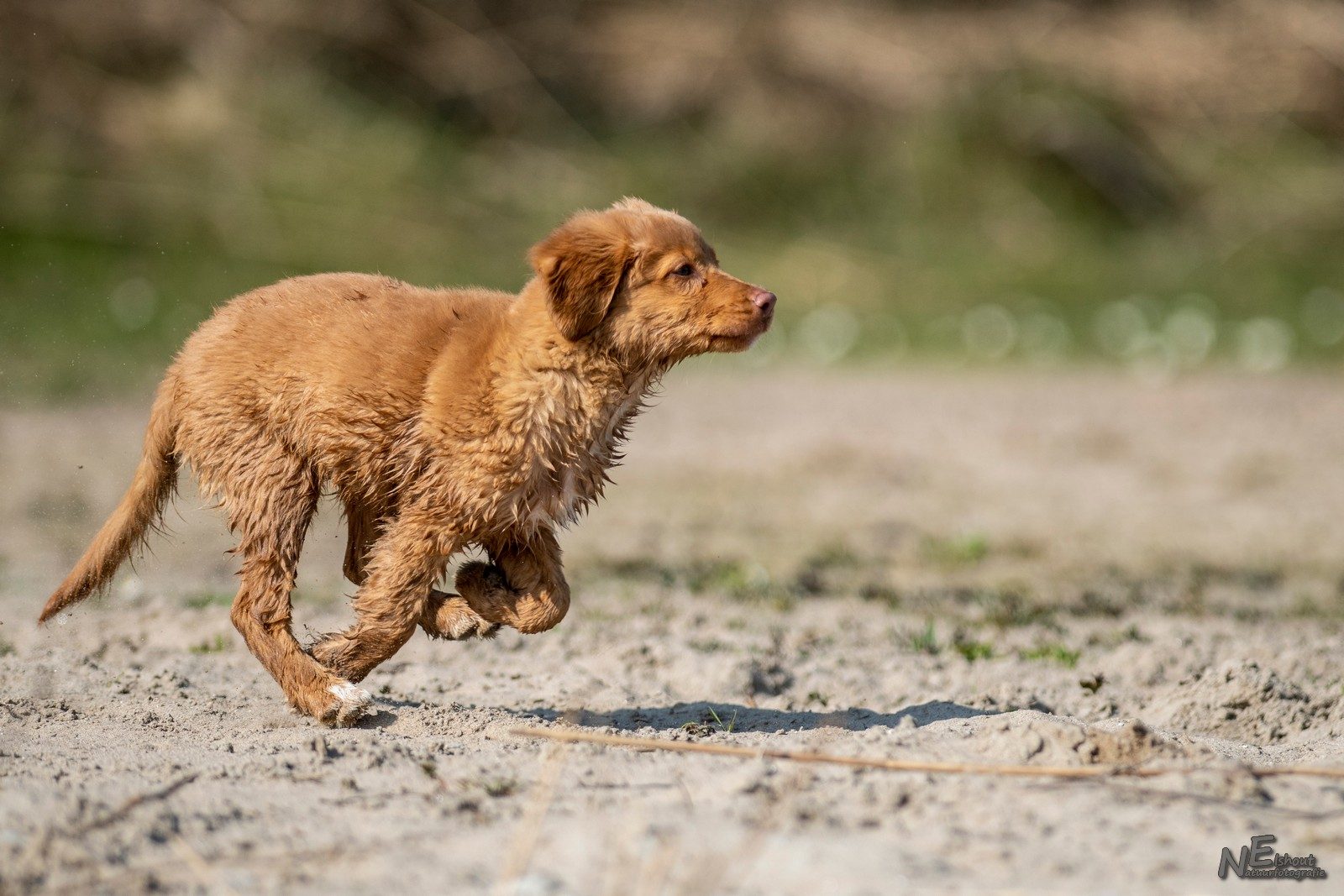 Nellie op volle snelheid