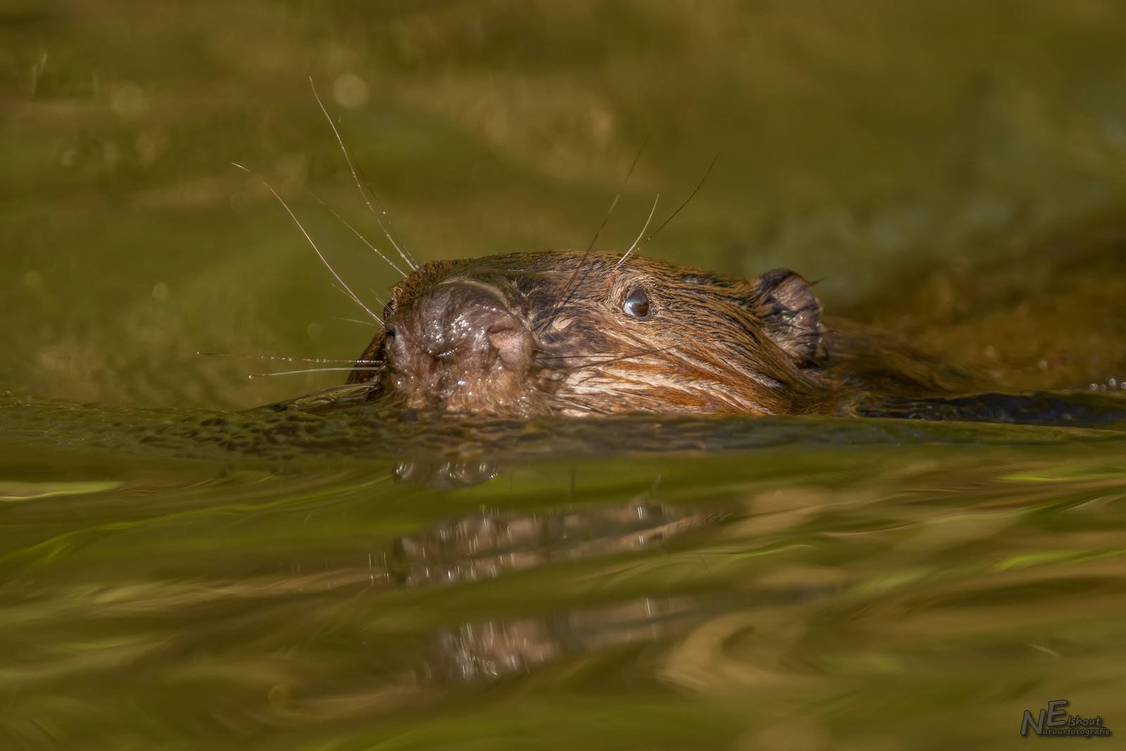 De bever lijkt even te komen kijken.