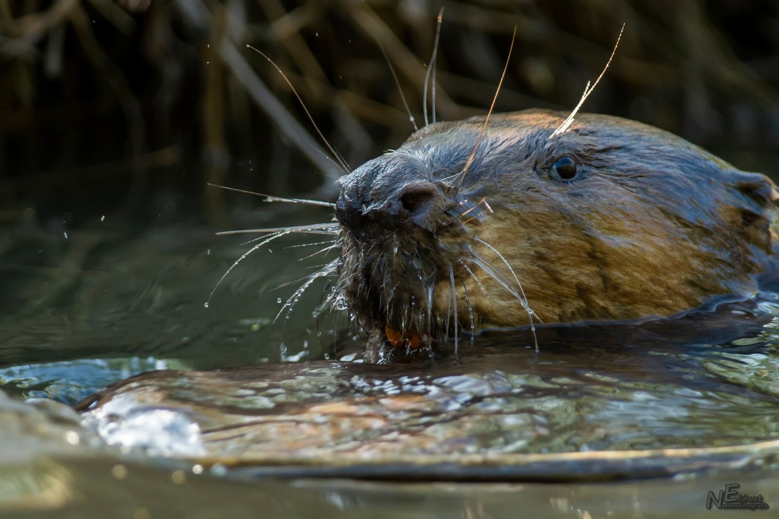 De bever kwam zeer dicht langs mijn bootje gezwommen