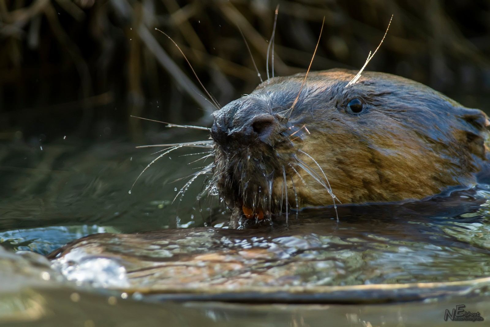 Bever in de Biesbosch