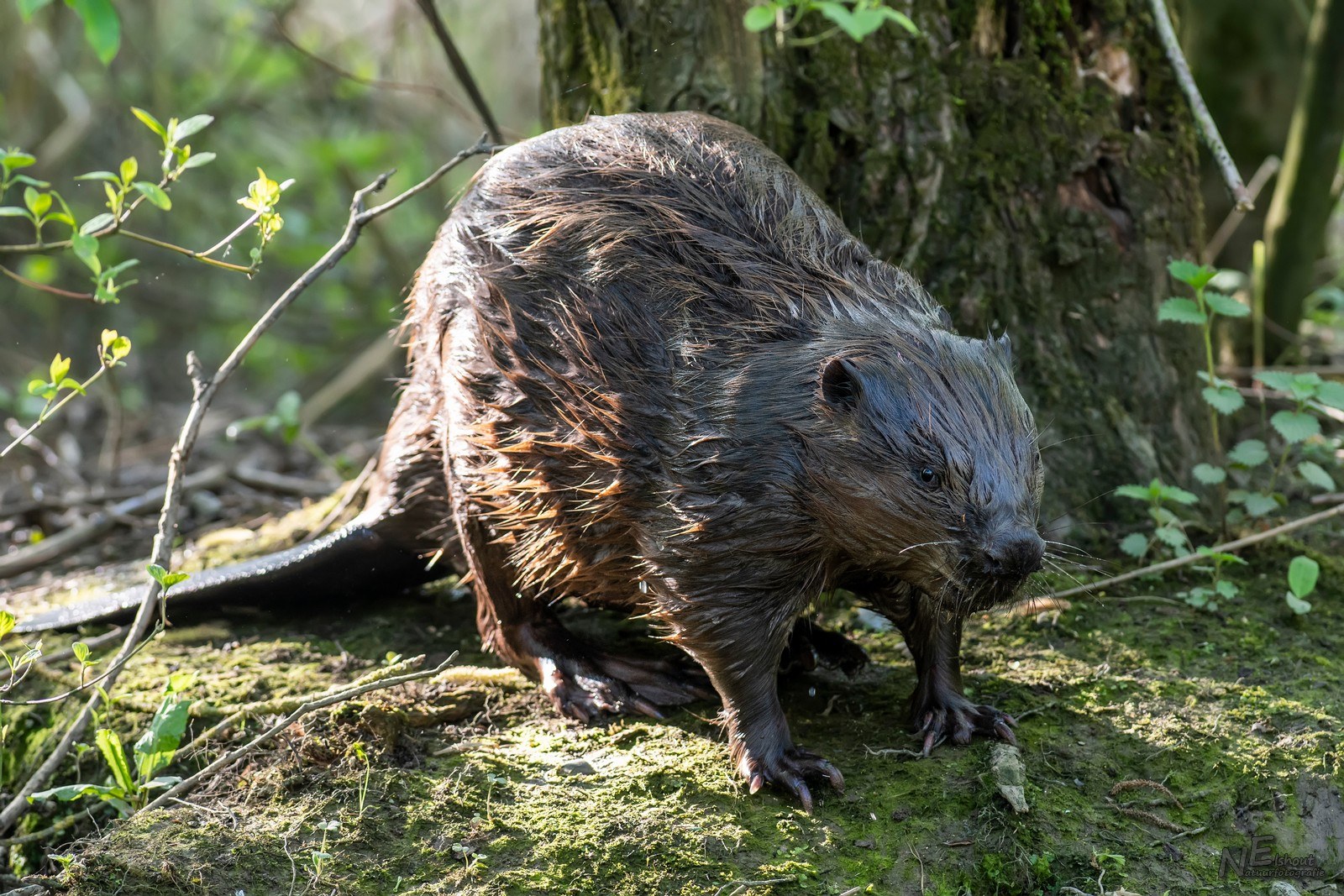 De bever toont zich van de beste kant als hij zin heeft om te paren
