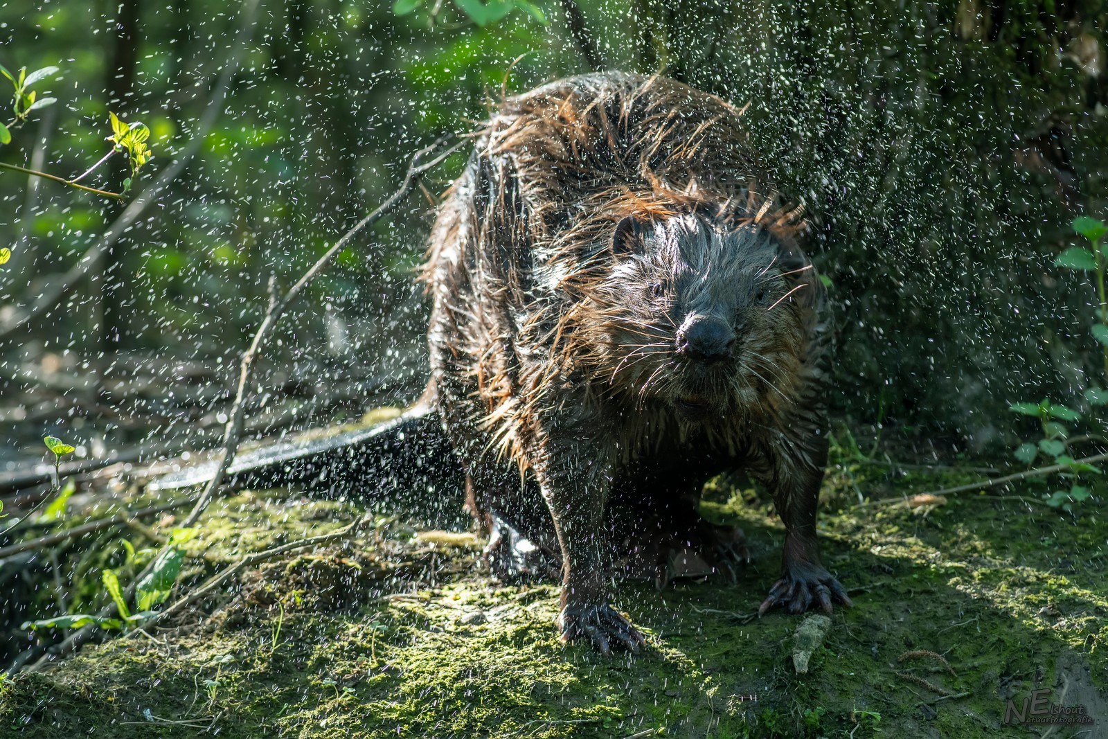 Bever in de Biesbosch