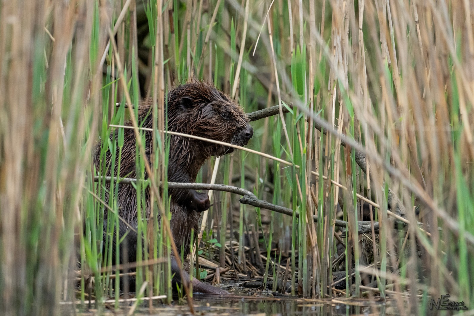 Blog visarend - Bever