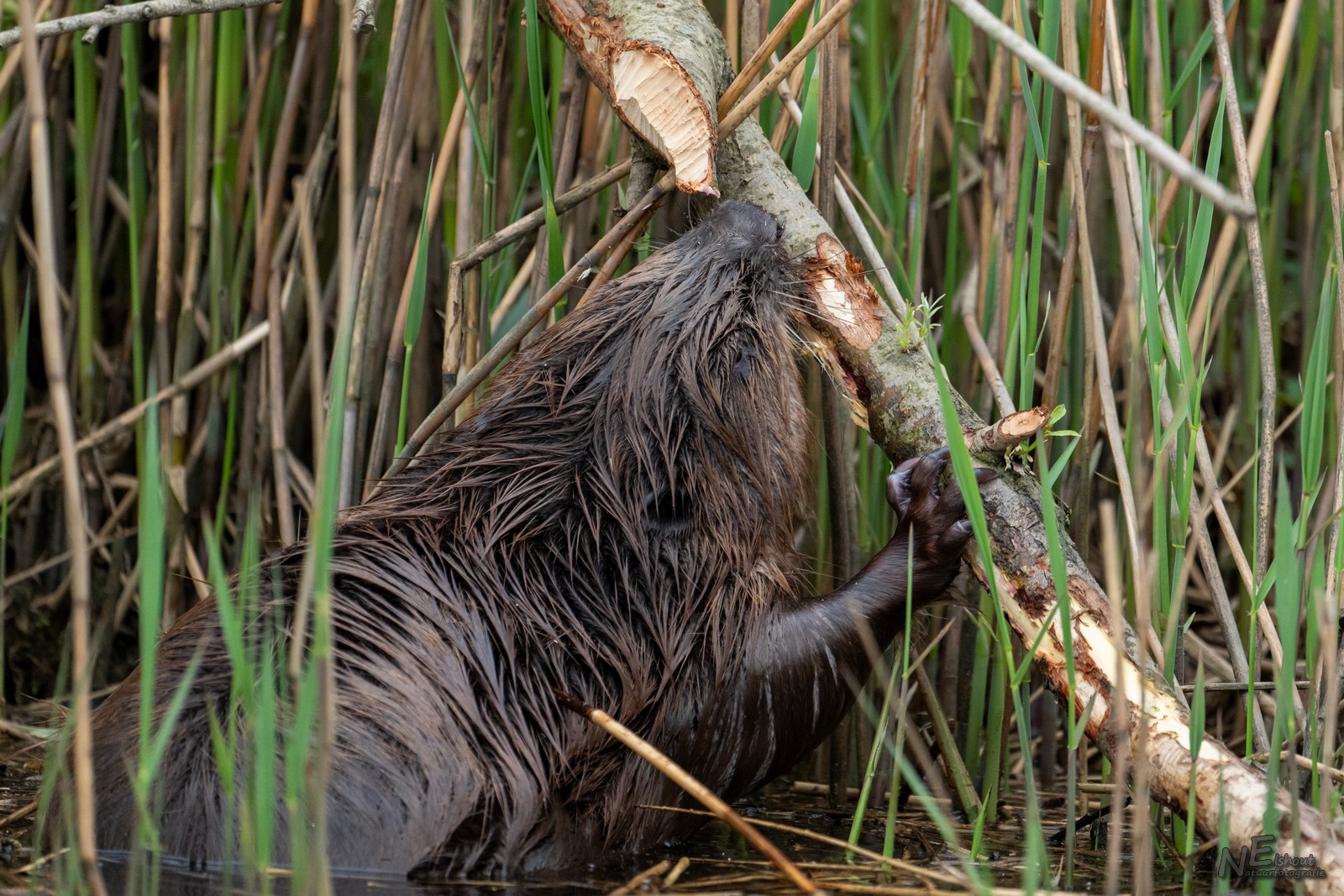 Blog visarend - Bever