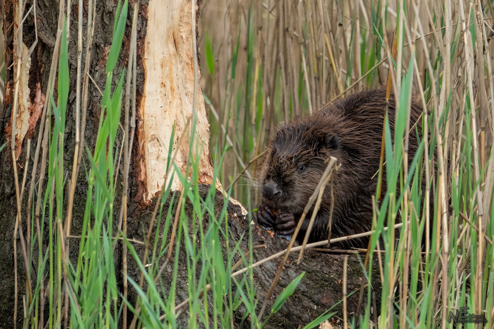 Blog visarend - Bever
