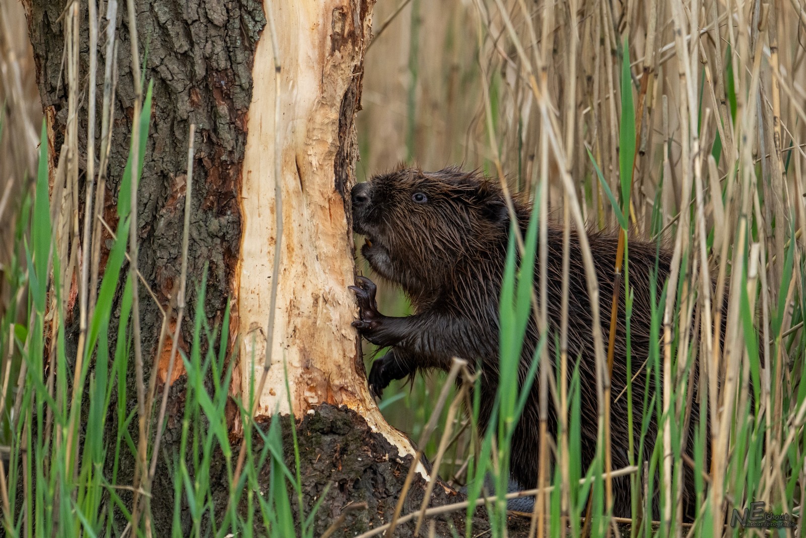 Blog visarend - Bever