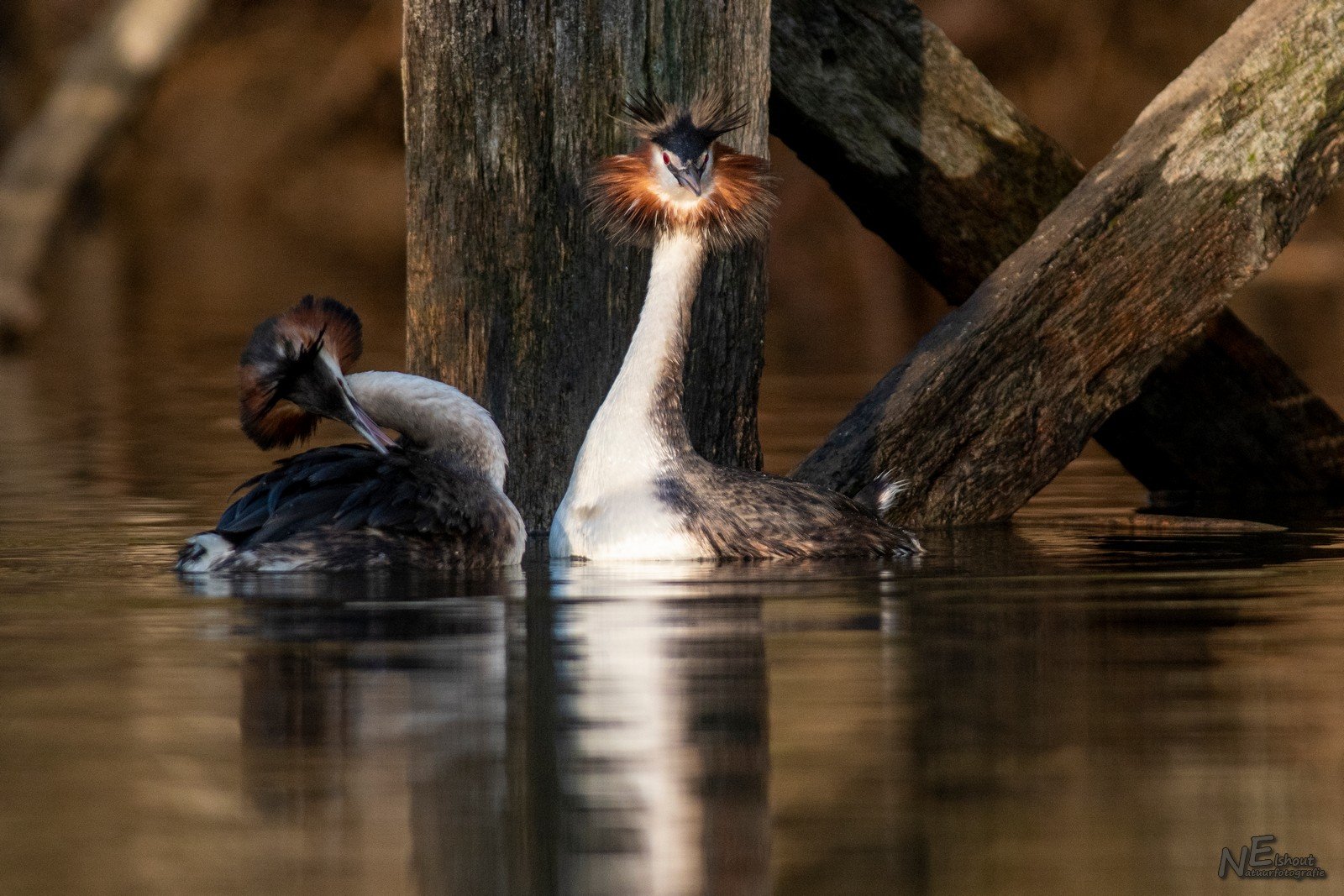 Futenbalts in de Biesbosch