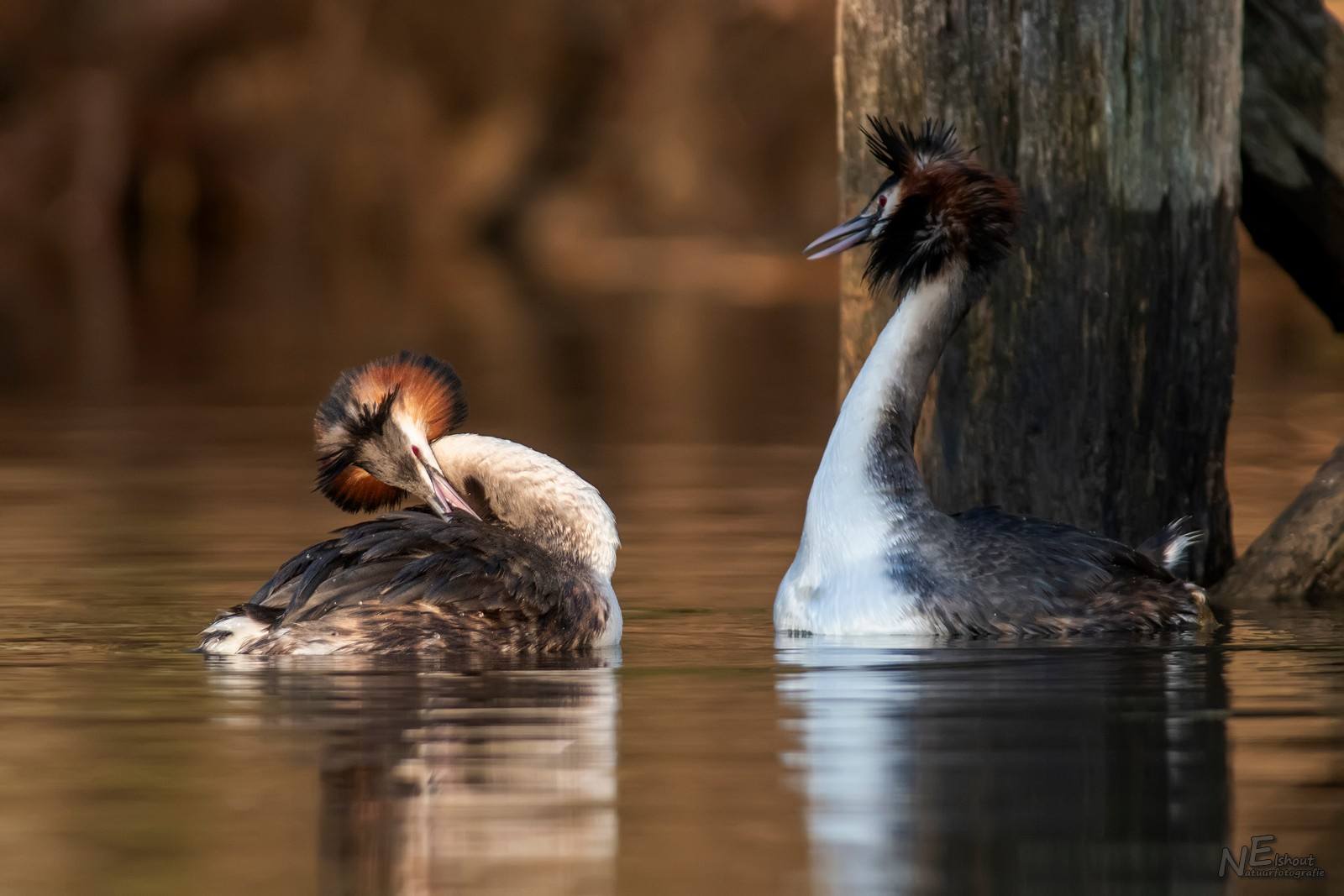 Futenbalts in de Biesbosch
