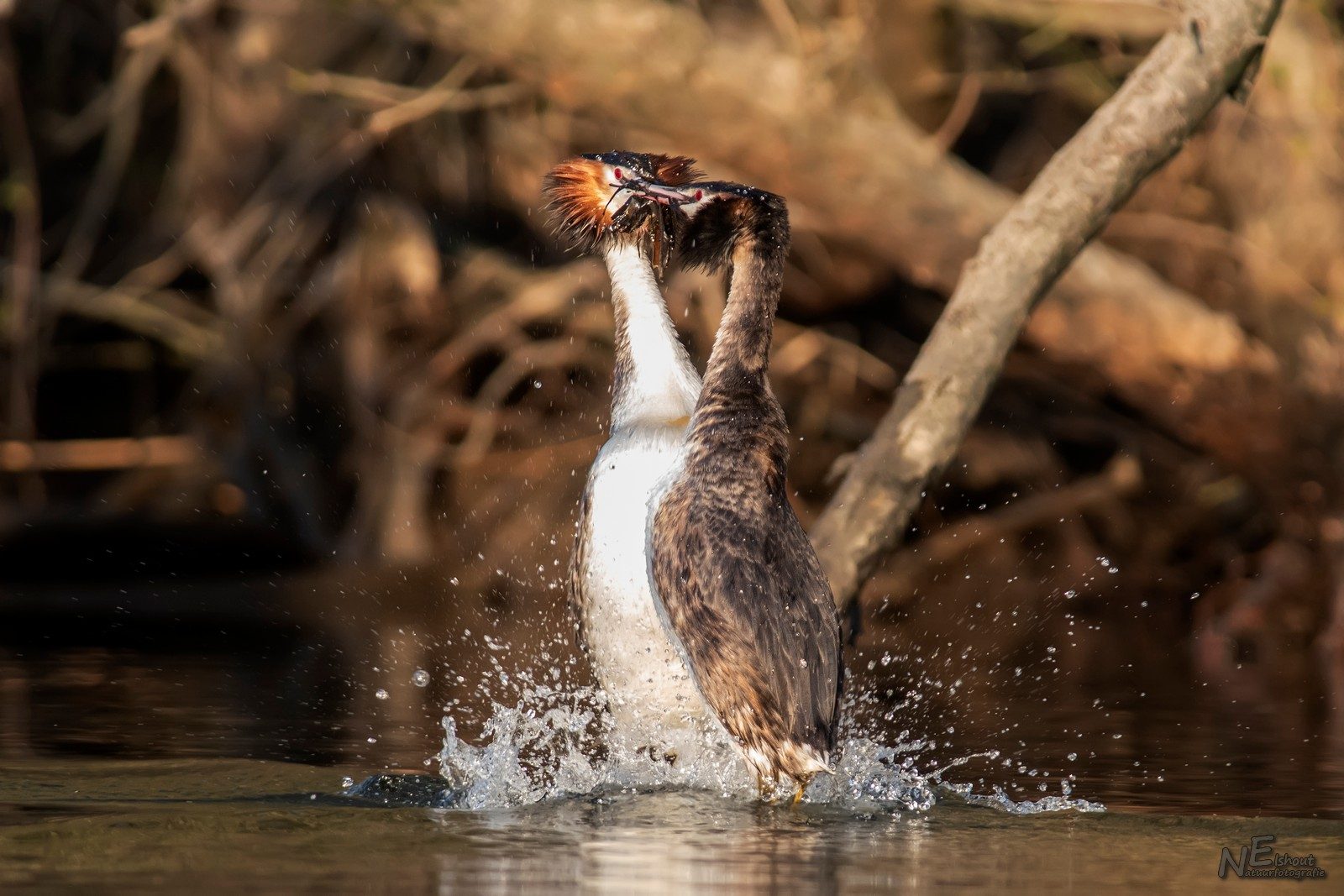 Futenbalts in de Biesbosch