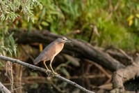 Kwak in de Biesbosch