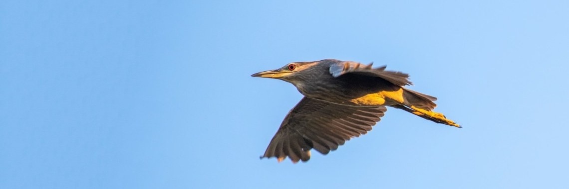 Helaas besloot deze kwak weg te vliegen.