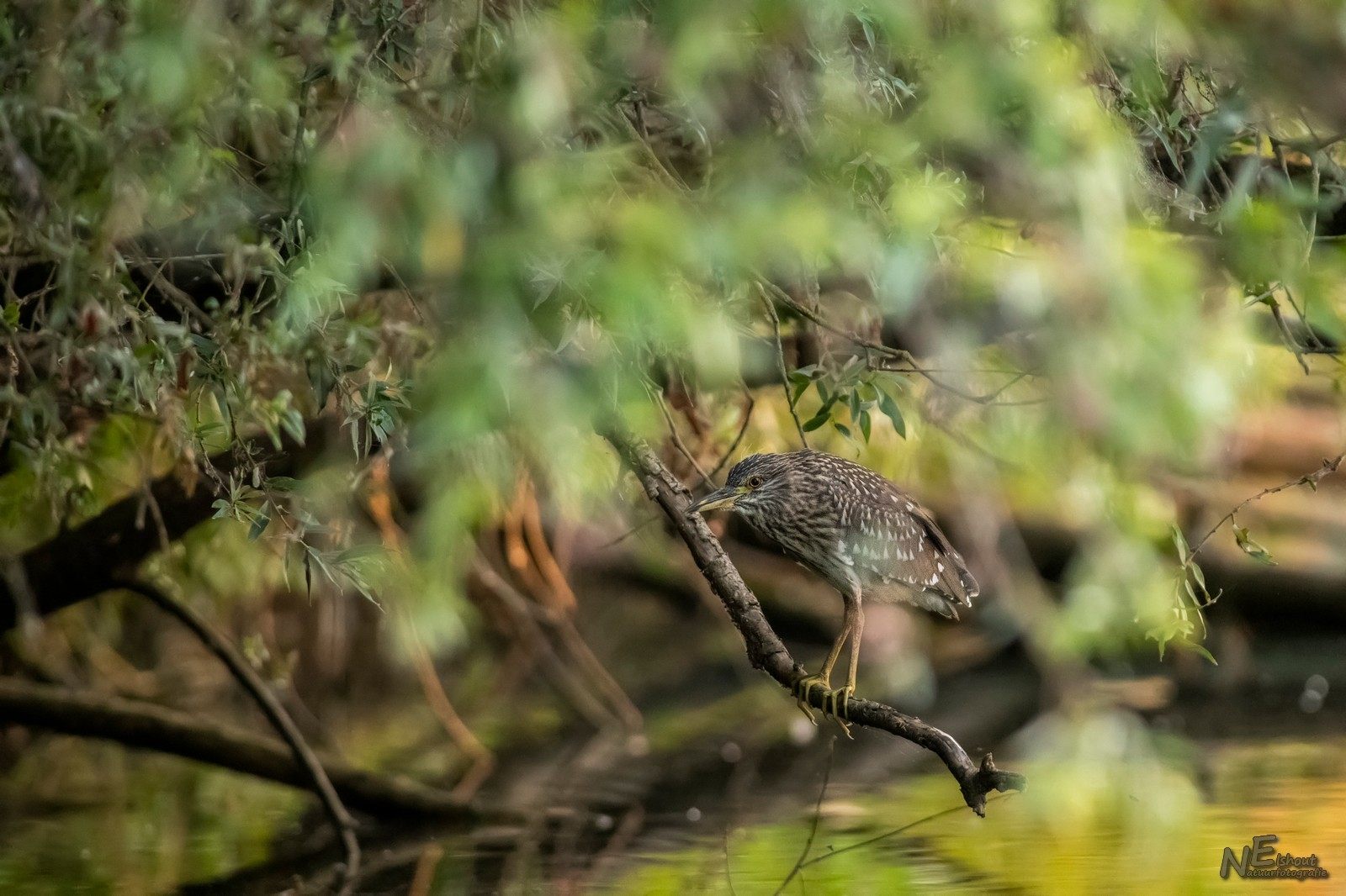Juveniele kwak, waarvan ik heel even dacht dat het een blauwe reiger was :-)