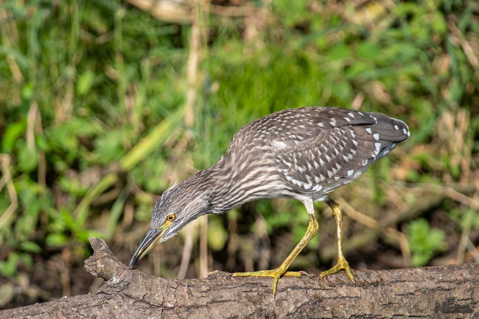Kwak in de Biesbosch | Elshout-natuurfotografie