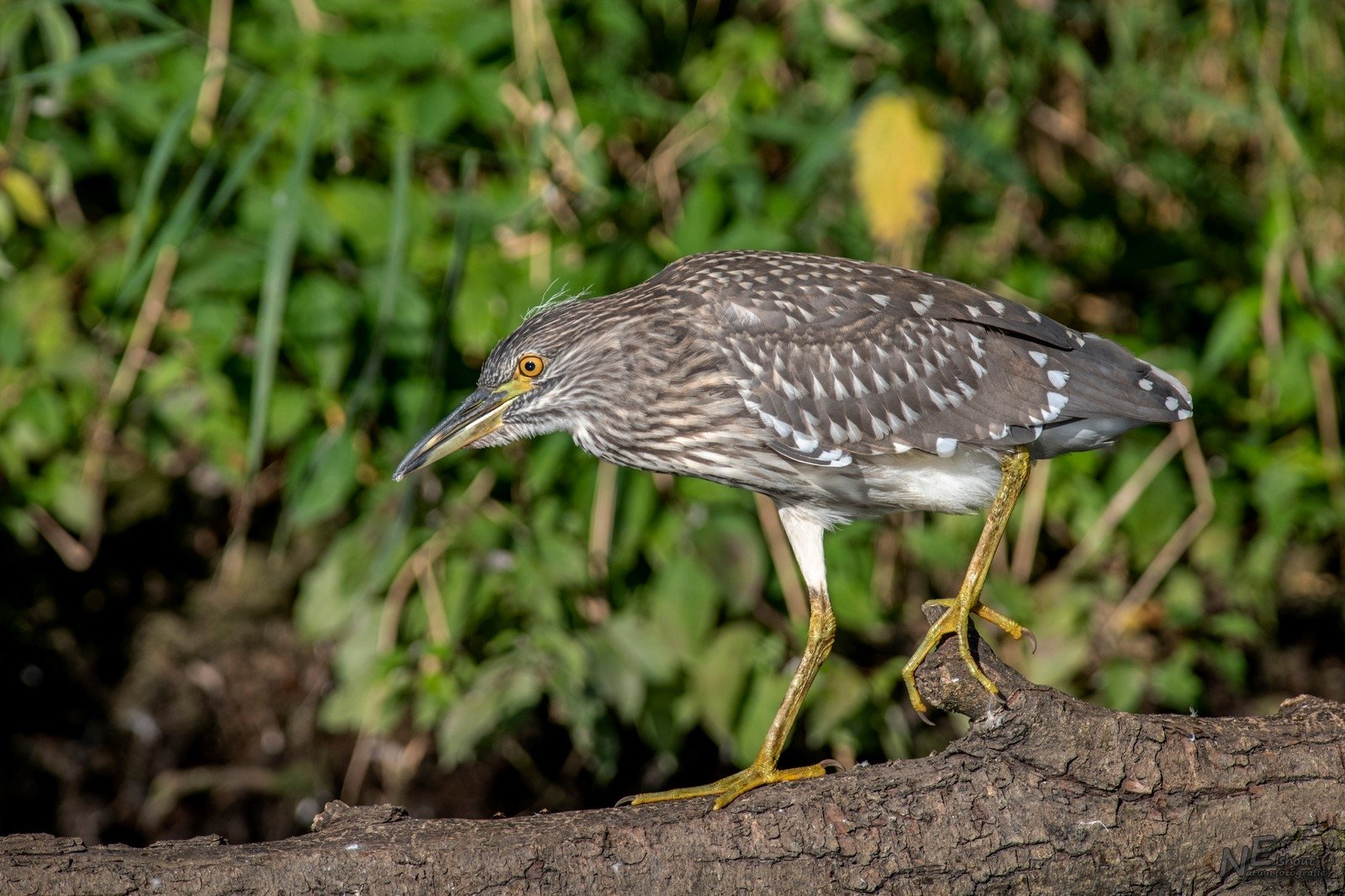 Kwak aan de wandel op een takje