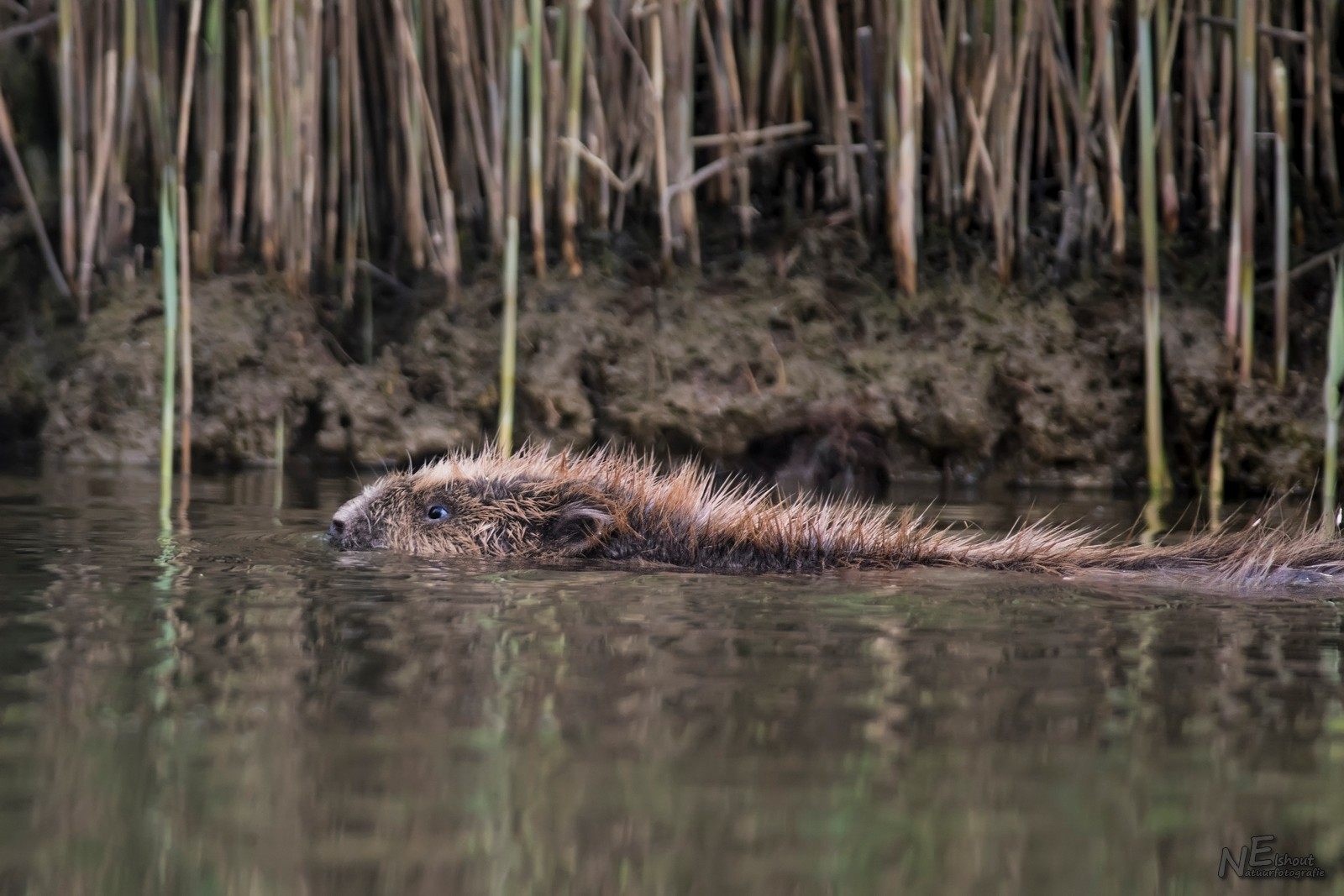 Bever in de Biesbosch