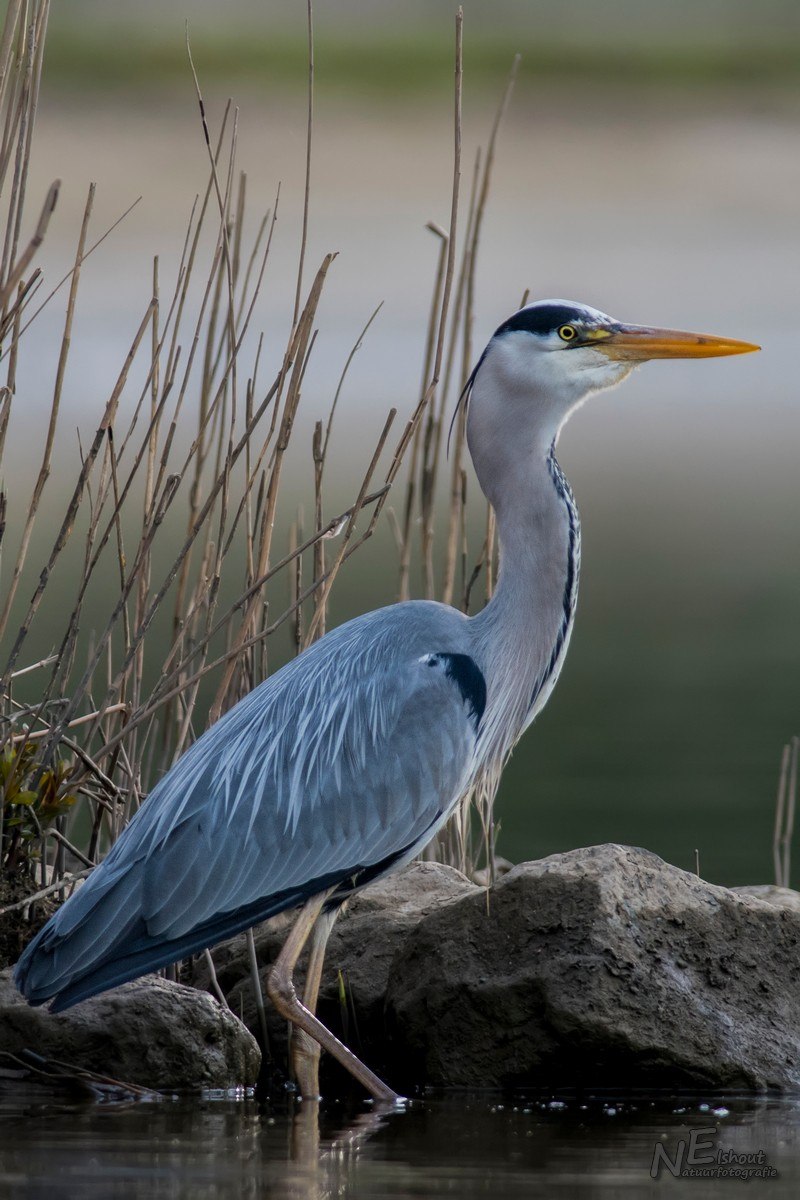 Blauwe Reiger