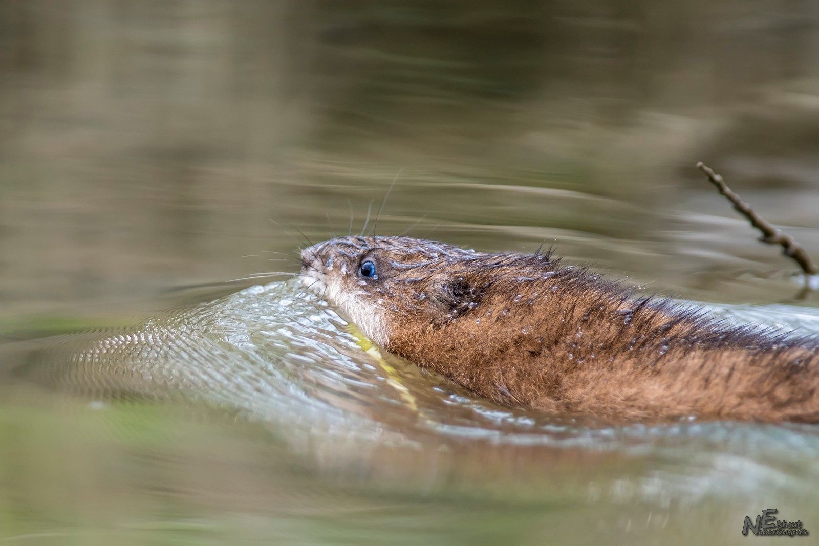 Muskusrat in de Biesbosch