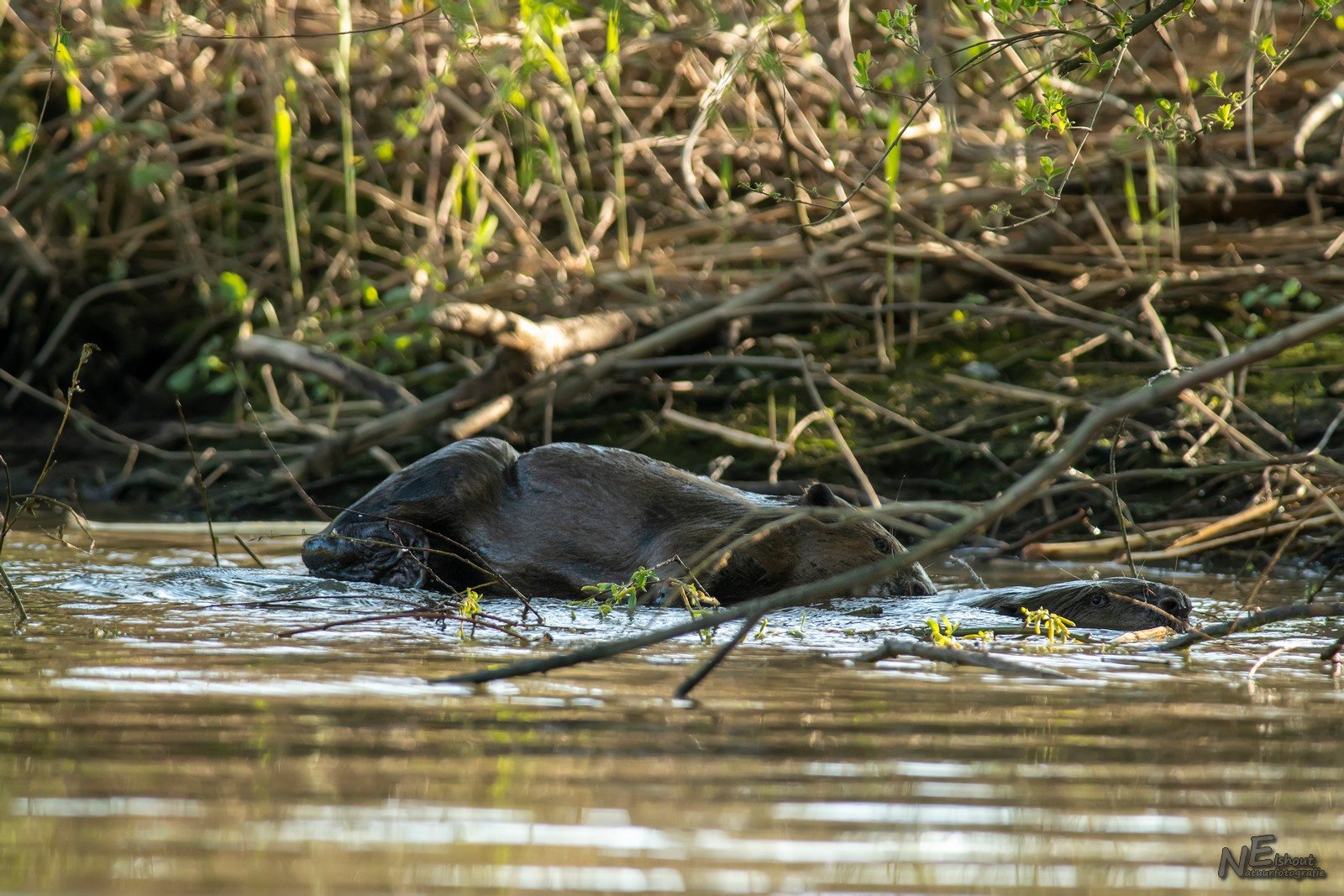 Parende Bevers in de Biesbosch