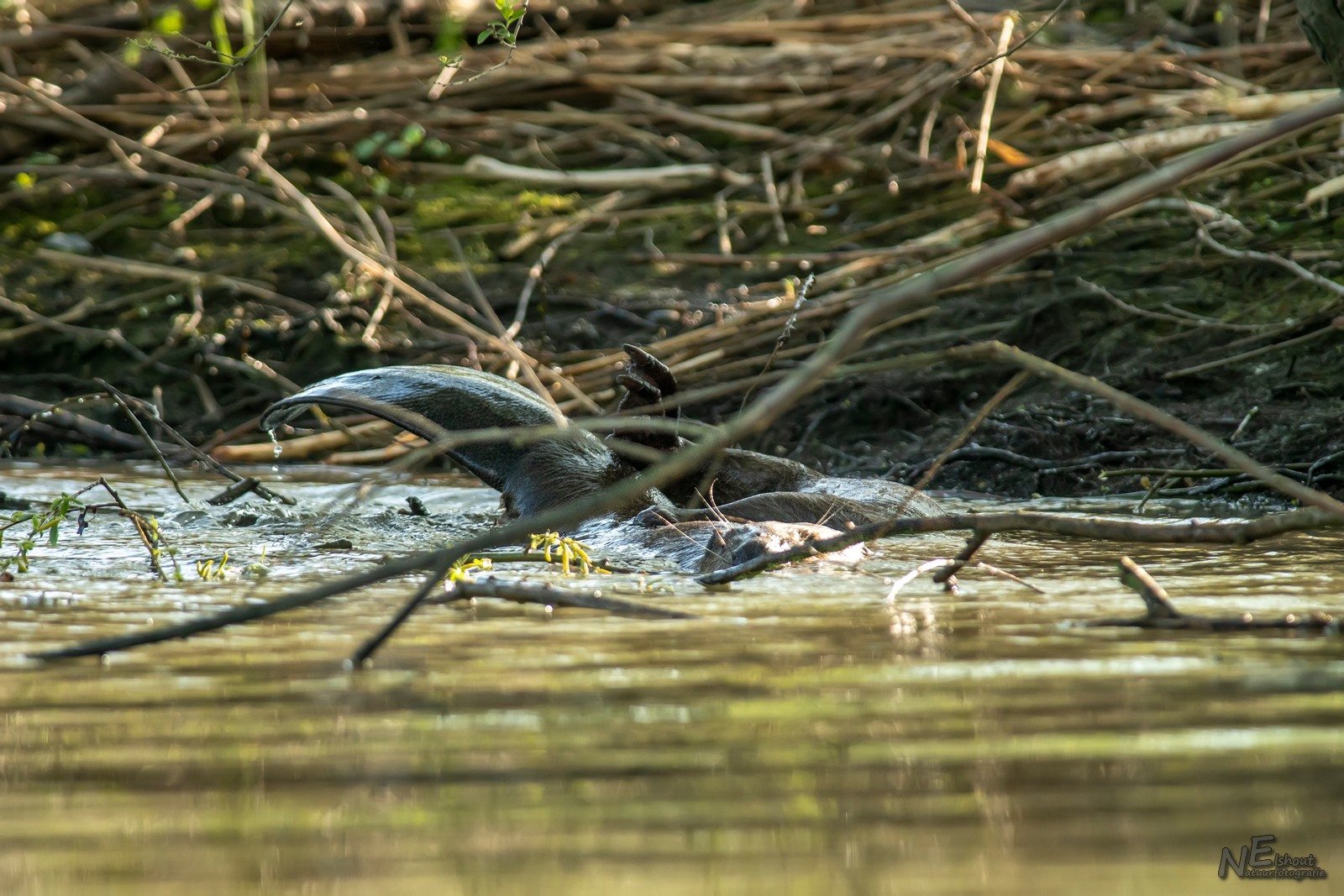 Parende Bevers in de Biesbosch