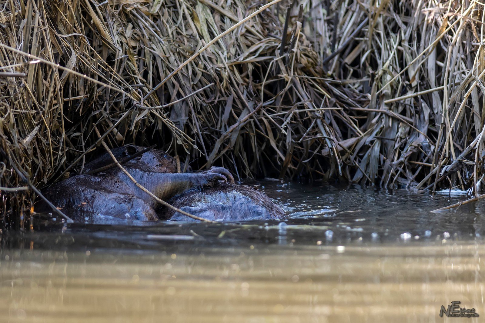 Bever in de Biesbosch