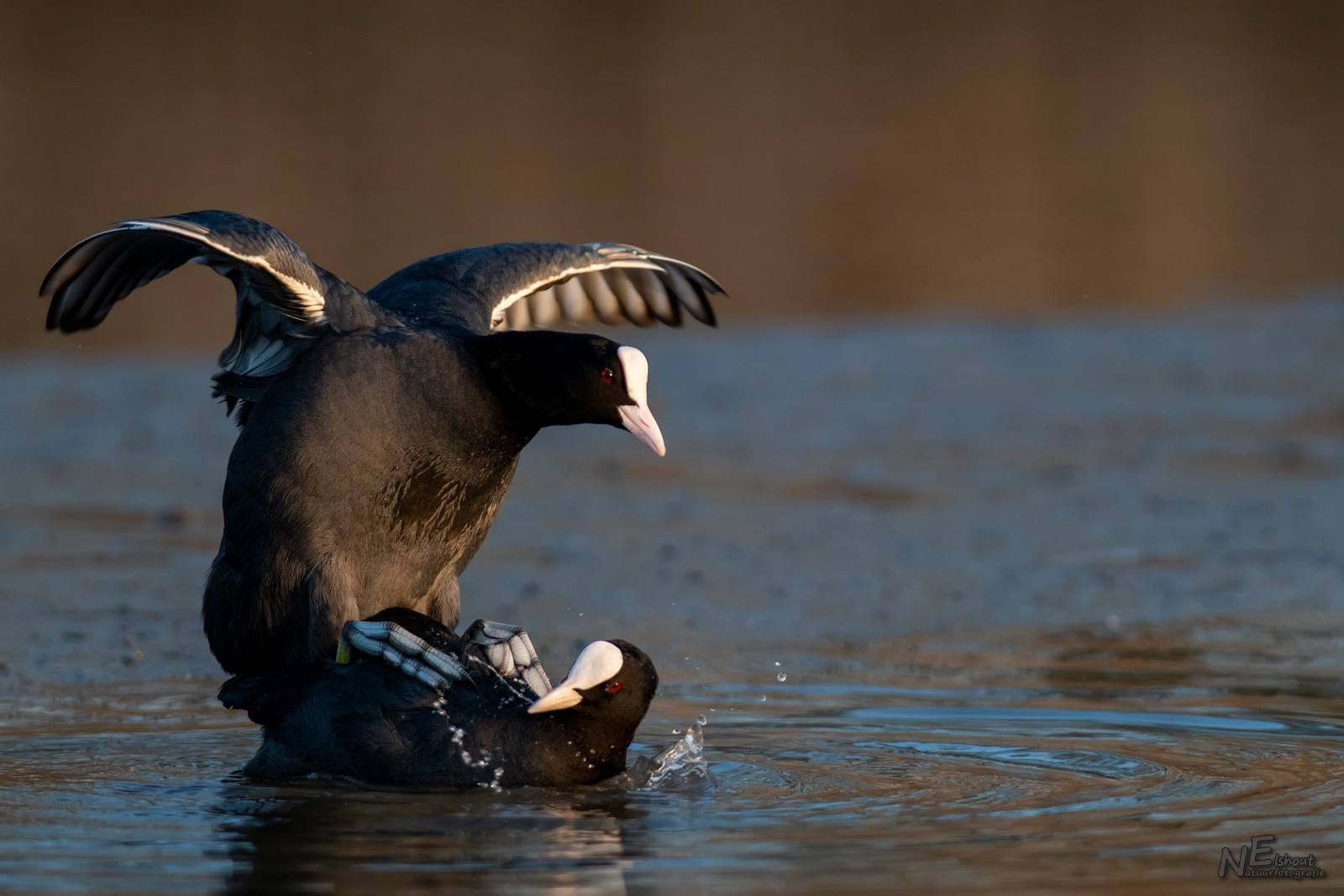 Parende Meerkoeten