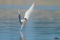 Visdief | Elshout-Natuurfotografie
