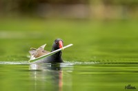 Waterhoen | Elshout-Natuurfotografie