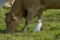 Koereiger | Elshout-Natuurfotografie