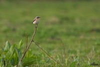 Tapuit | Elshout-Natuurfotografie