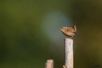 Winterkoning | Elshout-Natuurfotografie