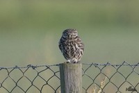 Steenuil | Elshout-Natuurfotografie