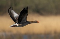Grauwe Gans | Elshout-Natuurfotografie
