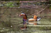 Mandarijneend | Elshout-Natuurfotografie