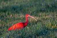 rode Ibis | Elshout-Natuurfotografie