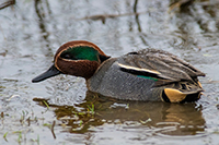 Winterkoning | Elshout-Natuurfotografie